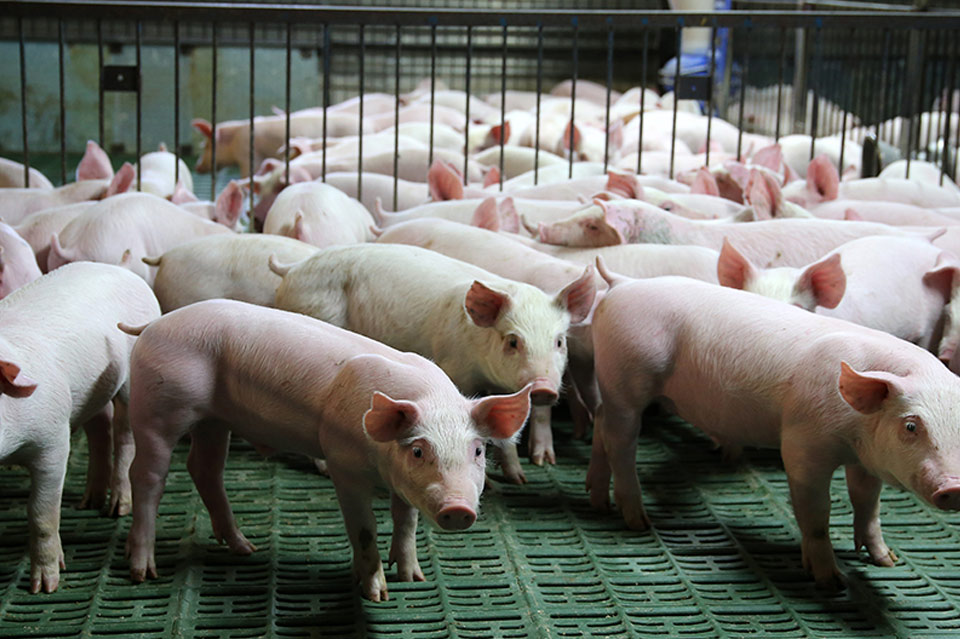 畜牧養殖業氣體安全檢測解決方案